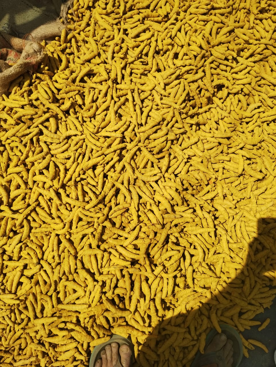 Premium whole raw turmeric fingers rhizomes sourced directly from growers